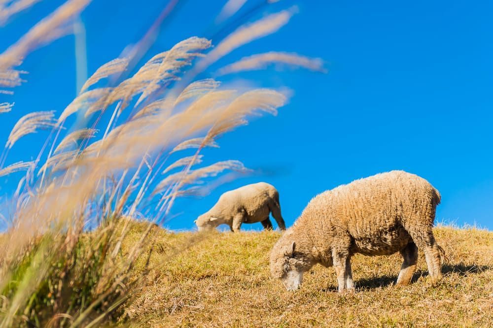 Two Sheep Grazing on a Grassy Hill Under a Bright Blue Sky — Dusty Rural Contracting in Forbes, NSW