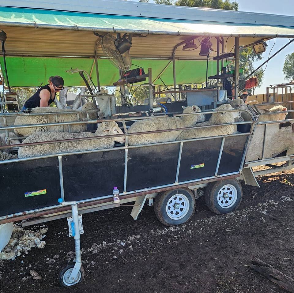 Goats in a covered livestock trailer at an outdoor market, with a person tending them — Dusty Rural Contracting in Coolac, NSW