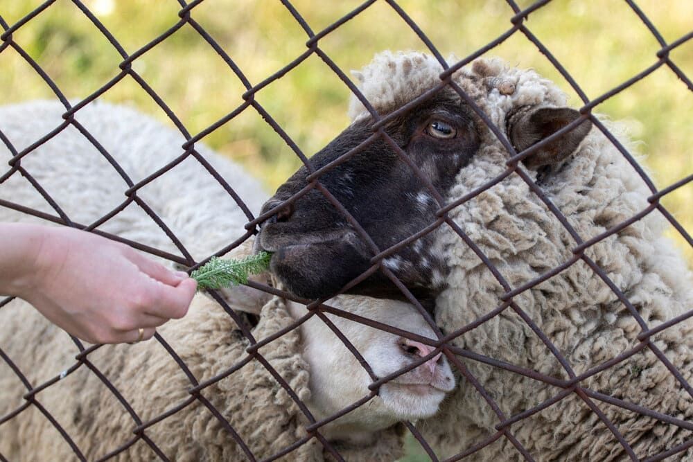 Sheep Behind a Fence Eats Green Leaves From a Person’s Hand — Dusty Rural Contracting in Wagga Wagga, NSW