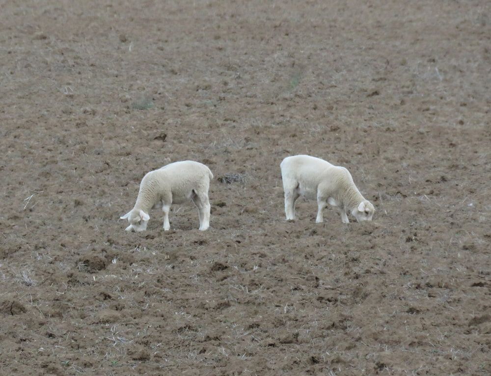 Two White Lambs Grazing on a Barren Field — Dusty Rural Contracting in Cootamundra, NSW