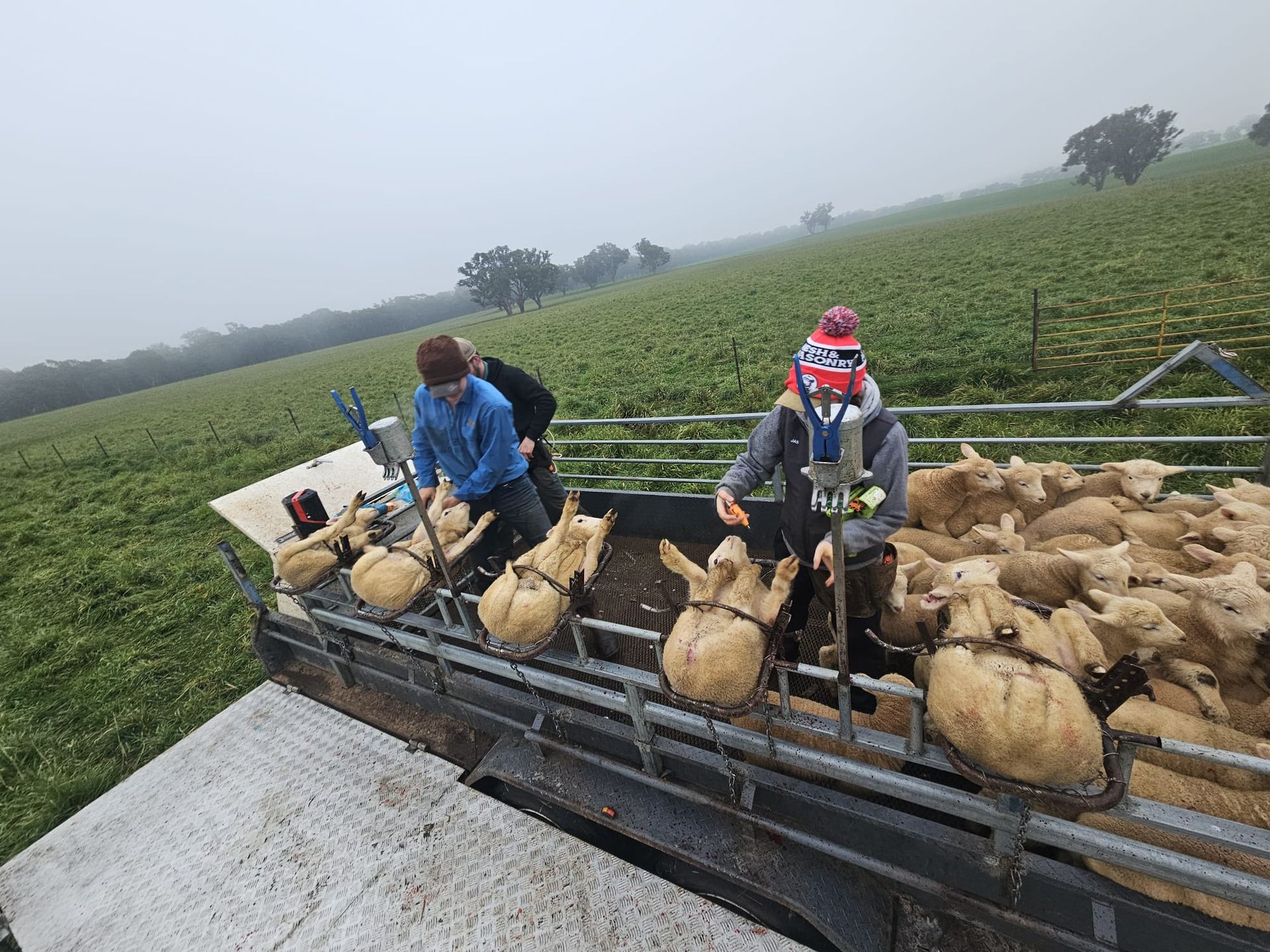Farm workers unloading sacks from a vehicle in a foggy field. — Dusty Rural Contracting in Coolac, NSW