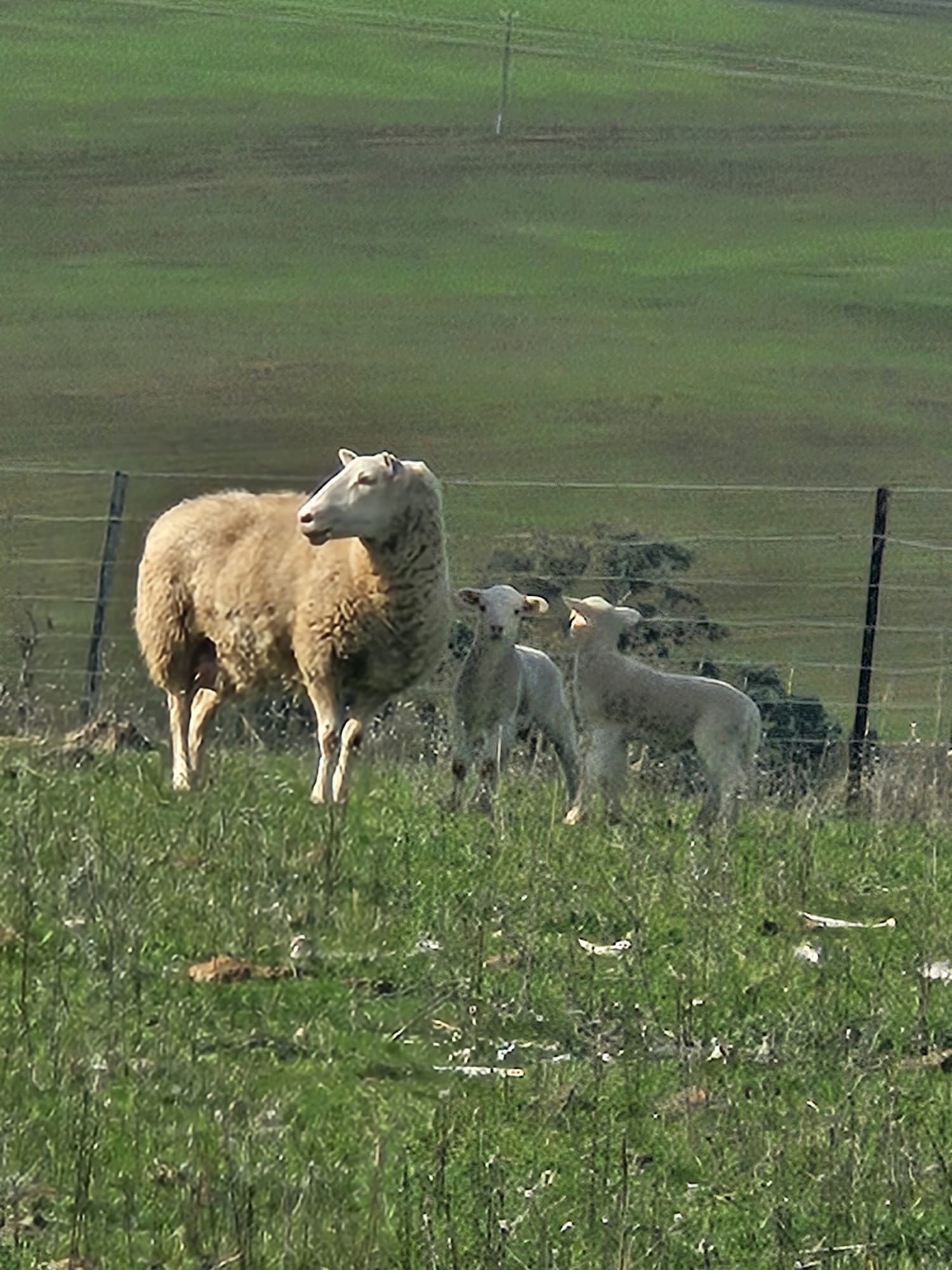 Sheep and lambs standing by a fence in a green pasture — Dusty Rural Contracting in Coolac, NSW