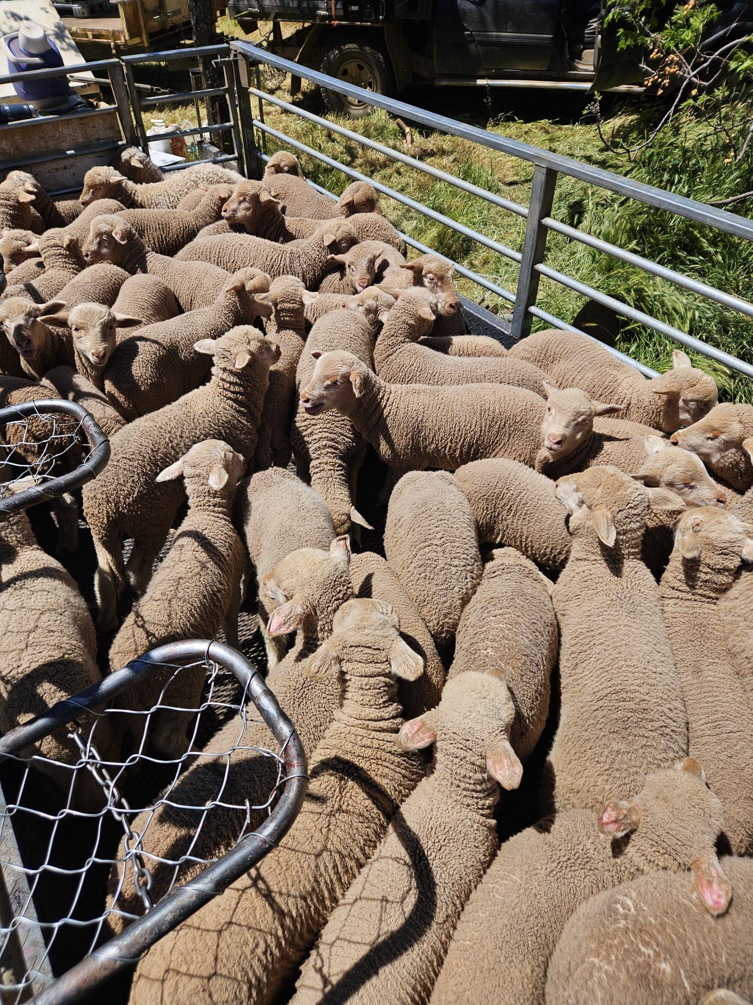 Crowded flock of brown sheep on a narrow walkway with metal railings outdoors — Dusty Rural Contracting in Coolac, NSW