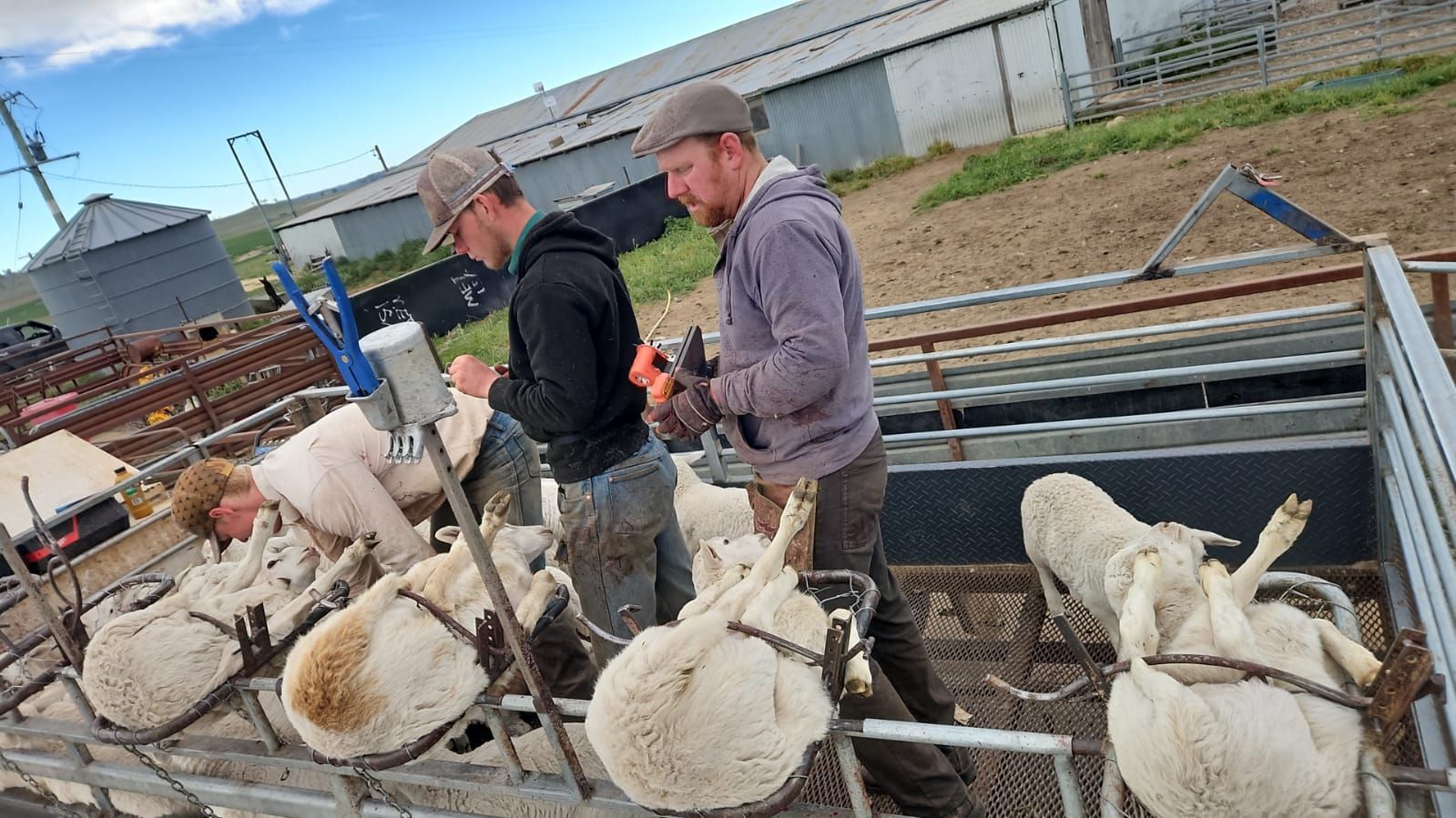 Two men inspect sheep in a livestock pen on a farm under an overcast sky. — Dusty Rural Contracting in Coolac, NSW