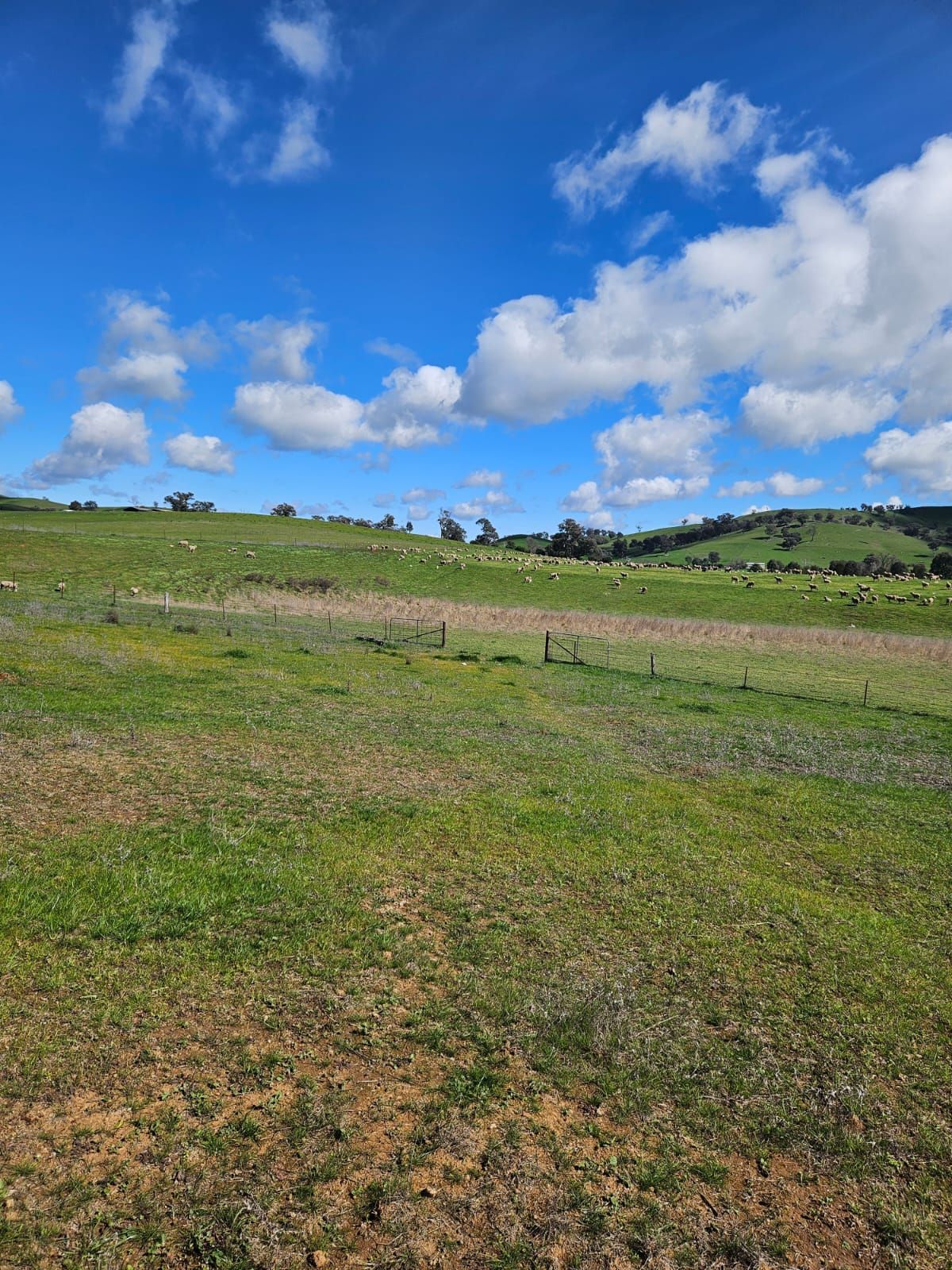 Sunny grassy hillside under a blue sky with scattered white clouds — Dusty Rural Contracting in Coolac, NSW