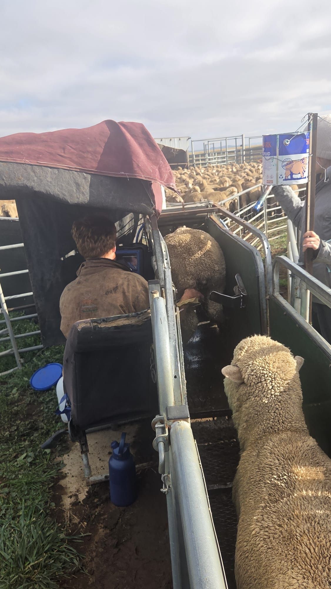 People herding sheep through a narrow livestock chute on a farm, with a truck and buildings in the background — Dusty Rural Contracting in Coolac, NSW