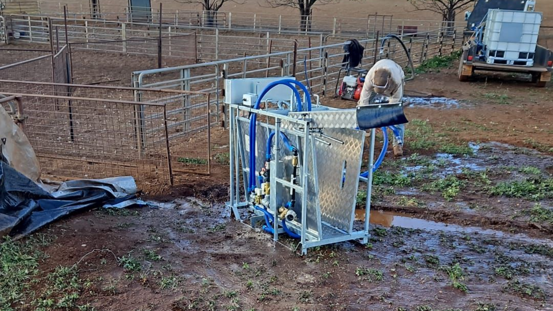 Man Feeding Sheep Hay in a Wooden Barn With a Large Flock Behind Him — Dusty Rural Contracting in Coolac, NSW