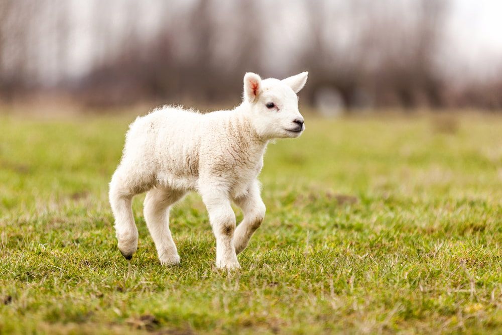 White Lamb Standing on Green Grass in a Blurred Field — Dusty Rural Contracting in Forbes, NSW