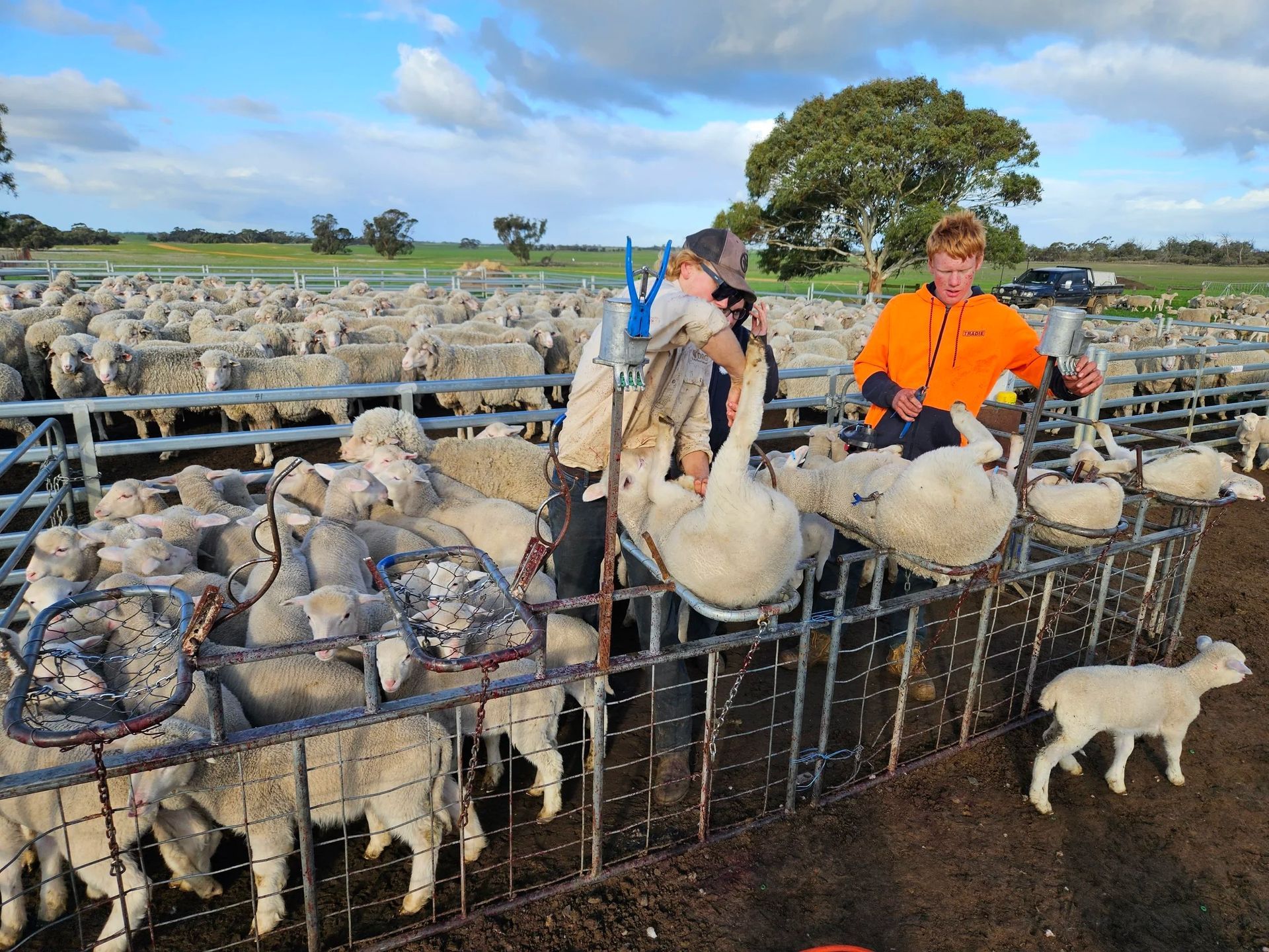 Sheep pen with two workers in orange and blue handling sheep on a farm under a cloudy sky — Dusty Rural Contracting in Coolac, NSW