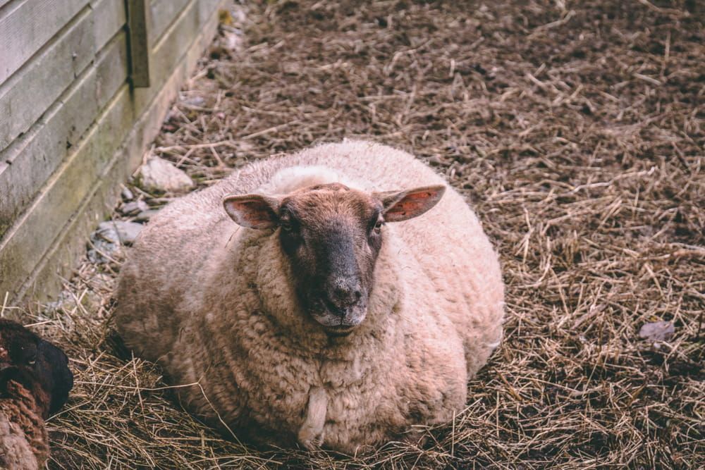 A Sheep Lying on Straw in a Fenced Pen Beside a Concrete Wall — Dusty Rural Contracting in Wagga Wagga, NSW