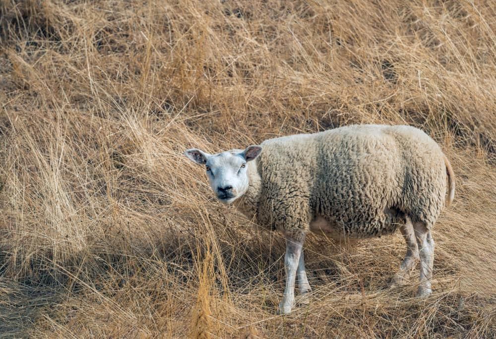 A Sheep Standing in Dry Grass, Facing the Camera — Dusty Rural Contracting in Coolac, NSW
