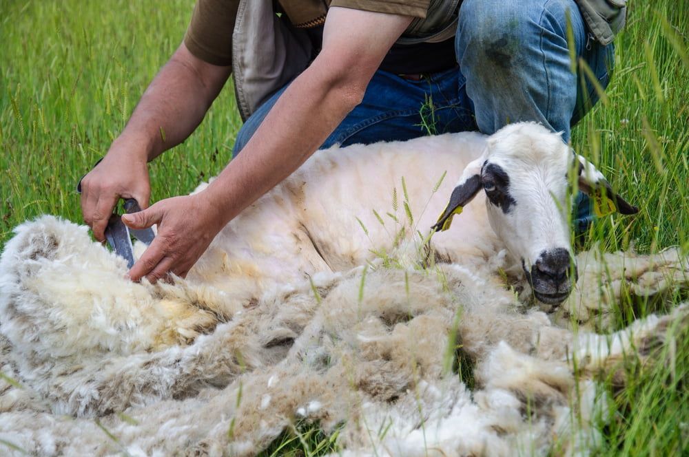 Person Shearing Wool From a White Sheep Lying on Grass — Dusty Rural Contracting in Coolac, NSW