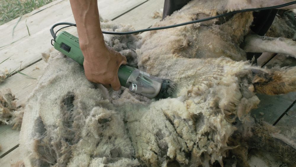 Person Shearing a Sheep With Electric Clippers on a Wool-covered Floor — Dusty Rural Contracting in Cootamundra, NSW
