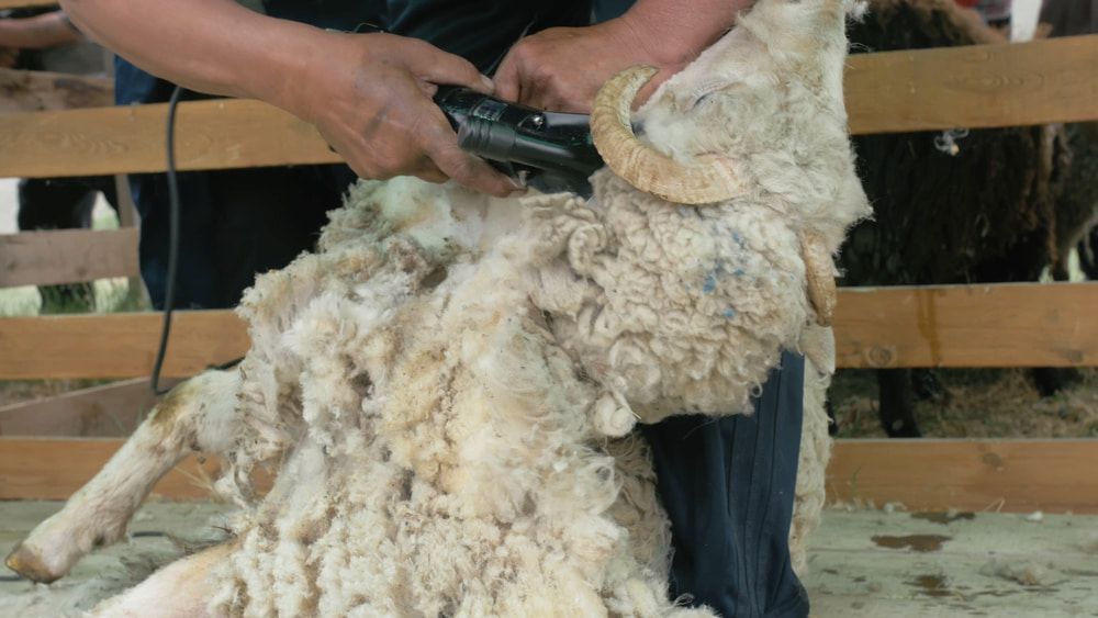 Person Shearing Wool From a Sheep With Electric Clippers in a Barn — Dusty Rural Contracting in Forbes, NSW