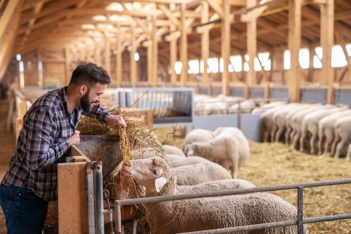 Worker Feeding Sheep in a Barn Filled With Straw and Pens of White Sheep — Dusty Rural Contracting in Young, NSW
