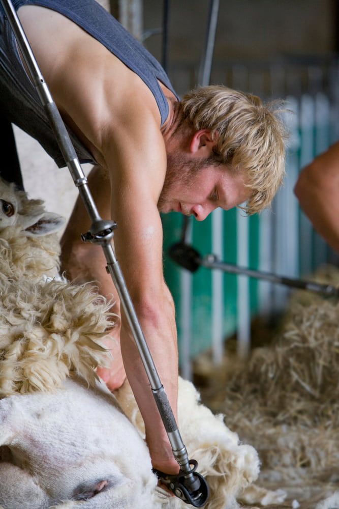 Man Shearing a Sheep in a Barn, Focused on the Animal's Wool — Dusty Rural Contracting in Cooma, NSW