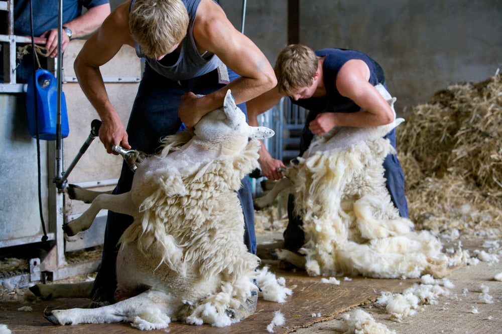 Two People Shearing Wool From Sheep in a Barn — Dusty Rural Contracting in Cootamundra, NSW