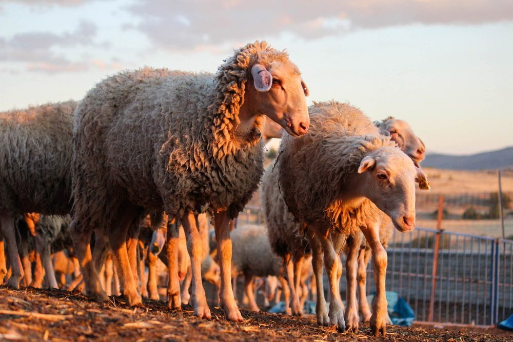 A Flock of Sheep Standing on a Farm Path at Sunset — Dusty Rural Contracting in Cooma, NSW