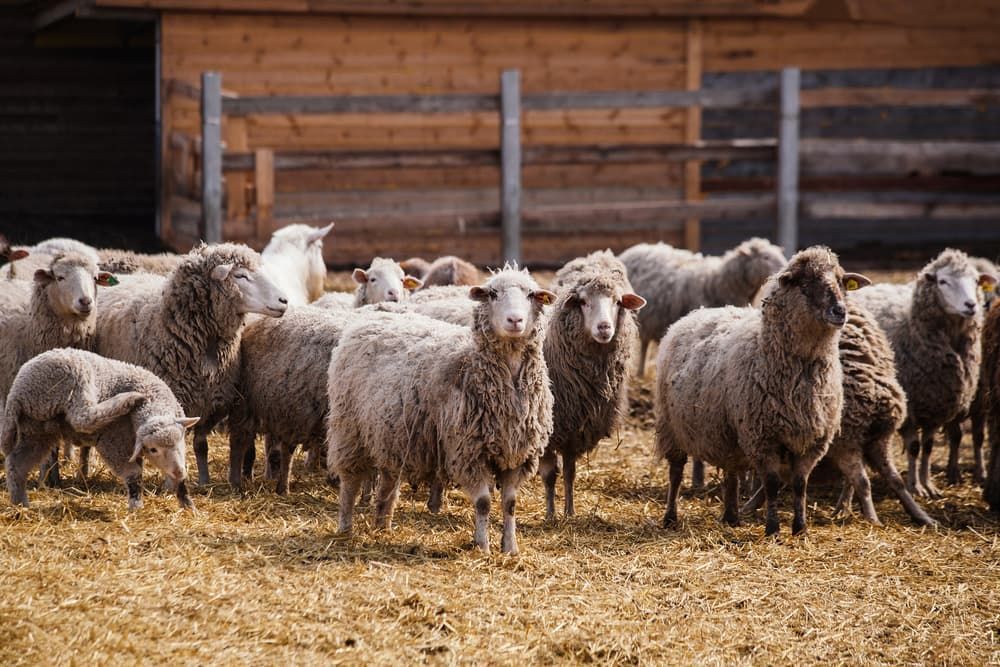 A Flock of Sheep Standing in a Straw-covered Barnyard Near a Wooden Fence — Dusty Rural Contracting in Yass, NSW