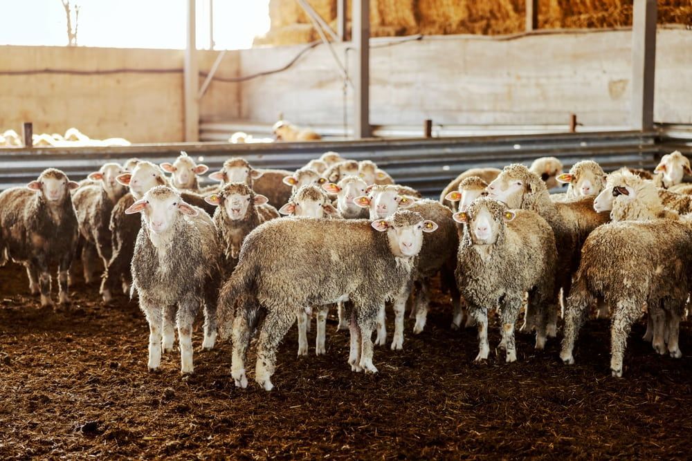 A Flock of Sheep Standing Together in a Barn With Straw and Dirt Floor — Dusty Rural Contracting in Wagga Wagga, NSW
