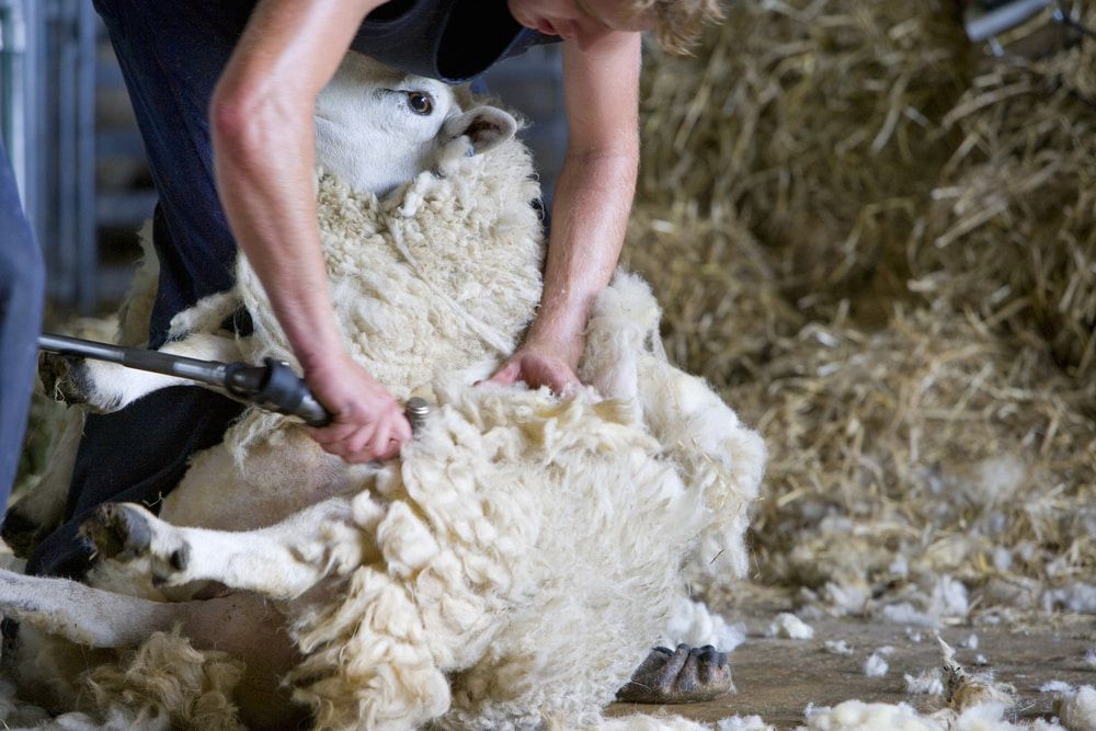 Sheep Being Shorn by a Person in a Barn — Dusty Rural Contracting in Yass, NSW