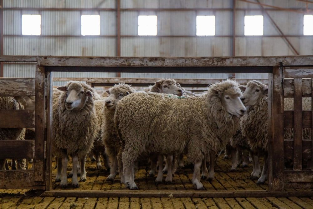 Three Sheep Standing in a Wooden Barn Pen Under High Windows — Dusty Rural Contracting in Coolac, NSW