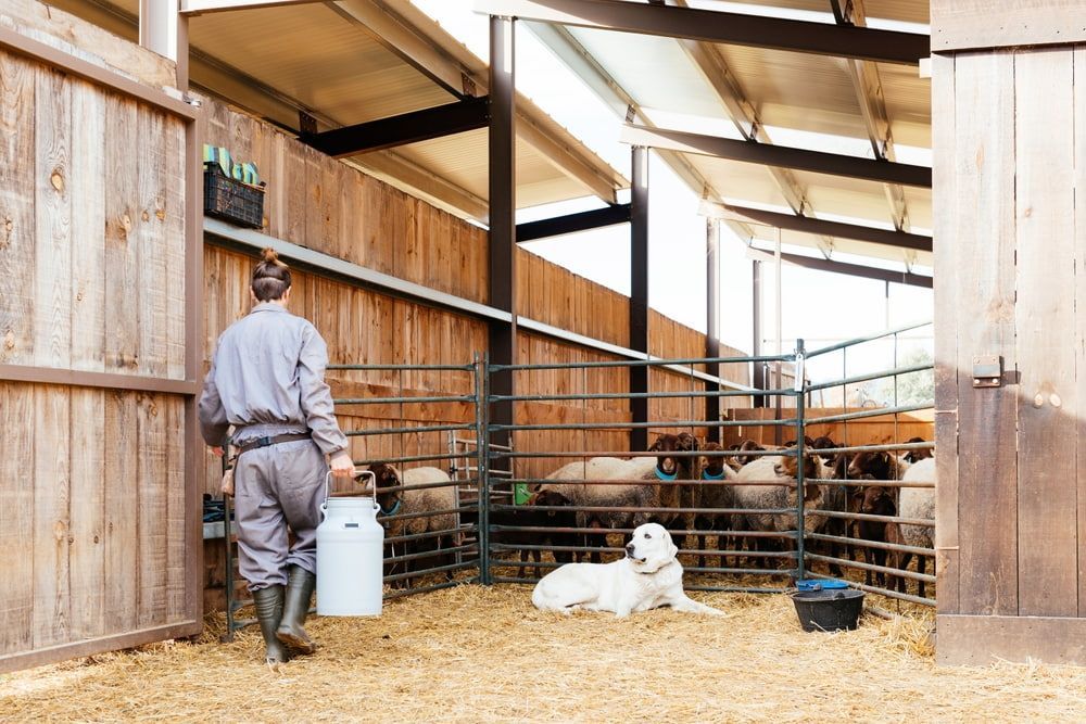Person in a Barn Beside a White Dog, With Cattle Behind a Metal Gate — Dusty Rural Contracting in Coolac, NSW