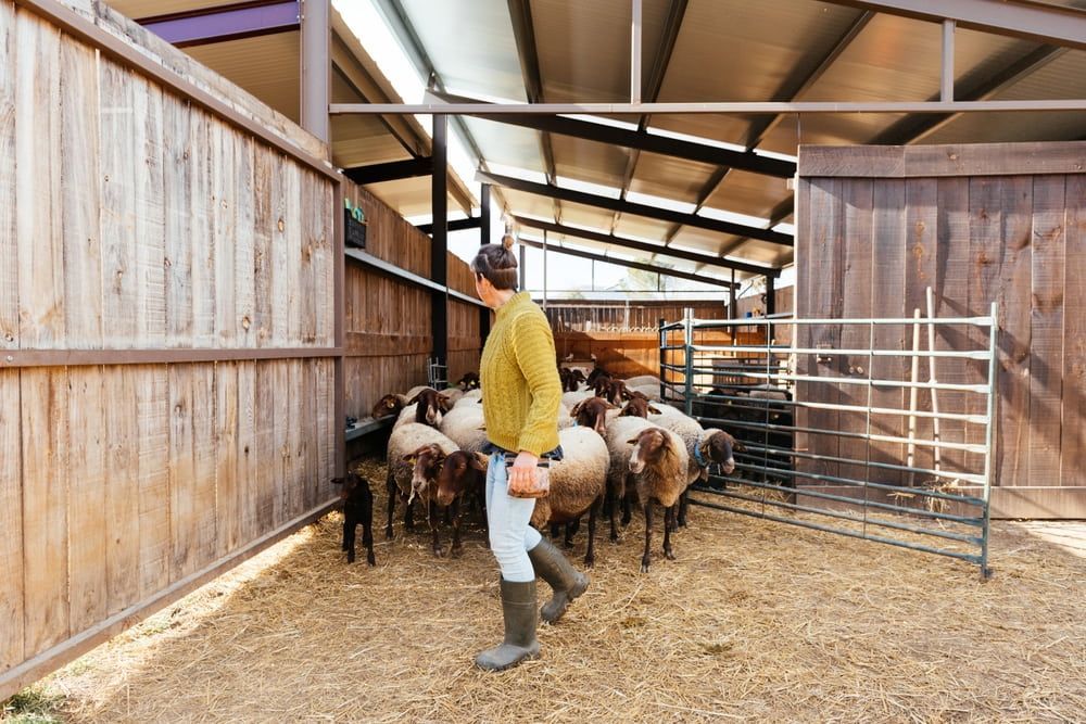 Worker in Yellow Jacket Tending Sheep Inside a Barn With Metal Pens — Dusty Rural Contracting in Cootamundra, NSW