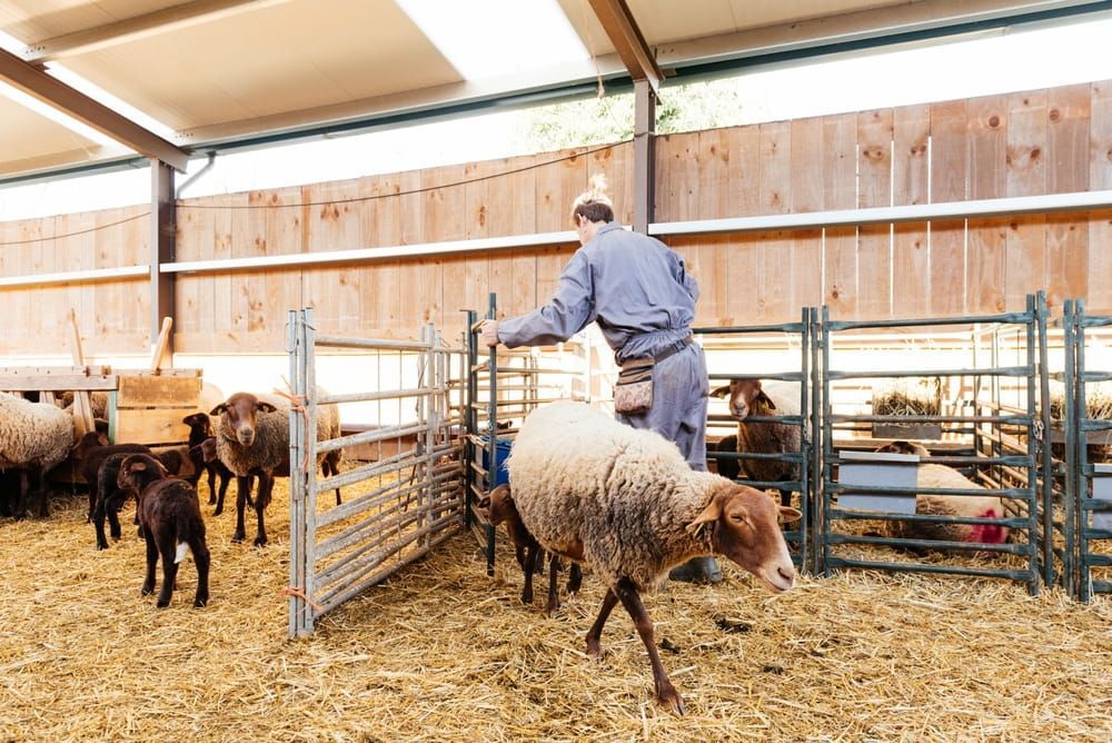 Person Herding Sheep in a Barn With Metal Pens and Straw-covered Floor — Dusty Rural Contracting in Forbes, NSW