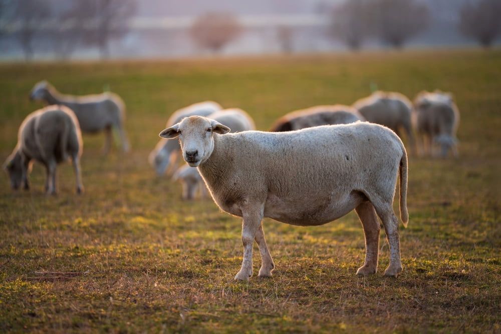 Sheep Grazing in a Grassy Field at Dusk — Dusty Rural Contracting in Yass, NSW