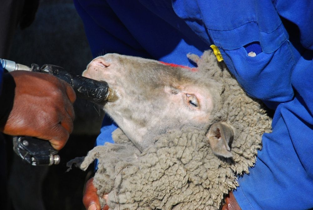 Sheep Being Held During Close Inspection — Dusty Rural Contracting in Cooma, NSW