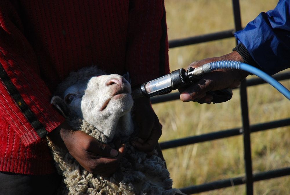 Sheep Being Sheared With Electric Clippers in a Barnyard — Dusty Rural Contracting in Coolac, NSW