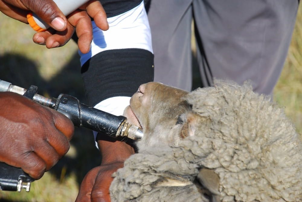 A Sheep Being Vaccinated With a Syringe by Hands Outdoors — Dusty Rural Contracting in Yass, NSW