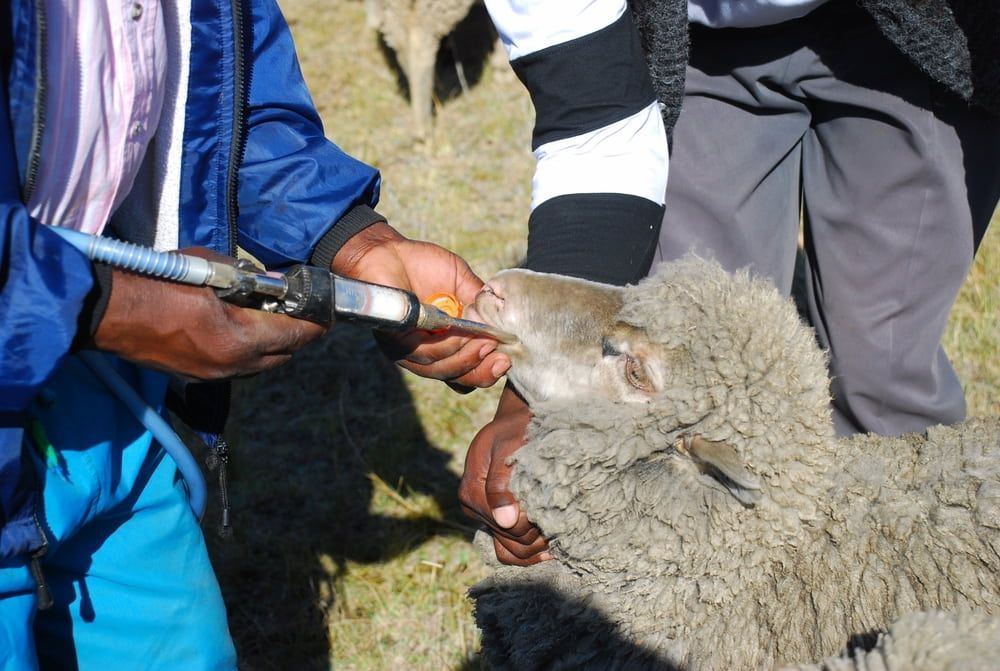 Person Using a Tool to Inspect a Sheep Outdoors in a Grassy Field — Dusty Rural Contracting in Young, NSW