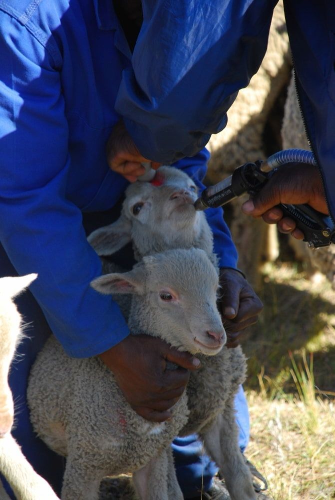 Person in Blue Holding a Lamb While Another Uses a Tool on Its Head Outdoors — Dusty Rural Contracting in Coolac, NSW