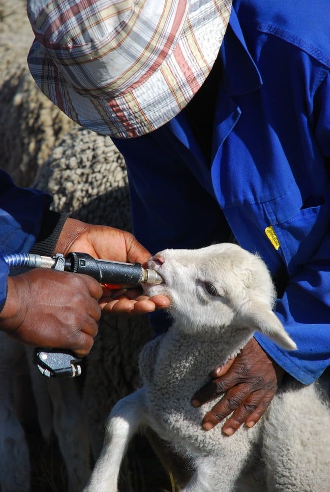 Person Bottle-feeding a Lamb in a Blue Jacket and Plaid Hat Outdoors — Dusty Rural Contracting in Cootamundra, NSW