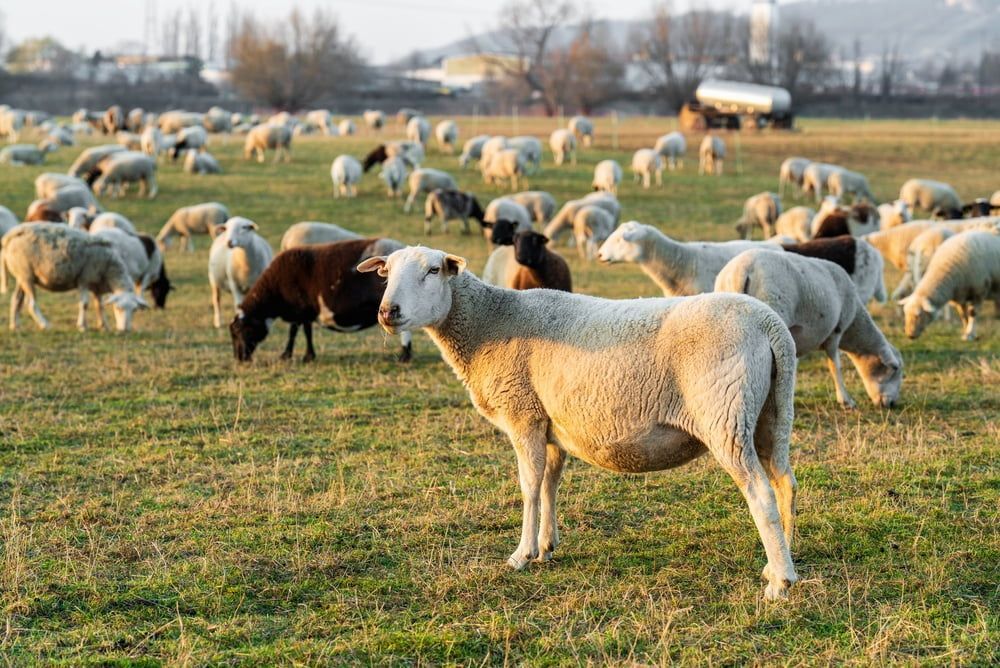Sheep Grazing in a Grassy Field at Sunset, With a White Sheep — Dusty Rural Contracting in Forbes, NSW