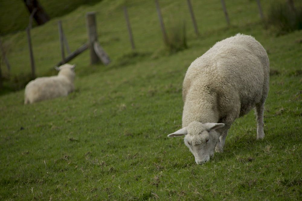 Two Sheep Grazing on a Grassy Hillside — Dusty Rural Contracting in Cootamundra, NSW