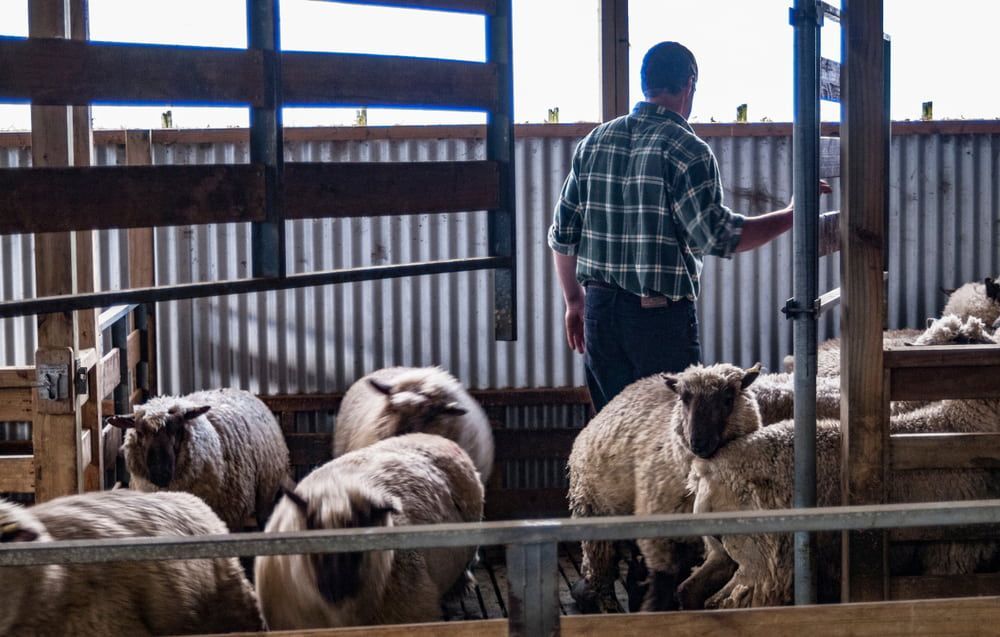 Person in a Plaid Shirt Tending Sheep in a Barn Pen — Dusty Rural Contracting in Cooma, NSW