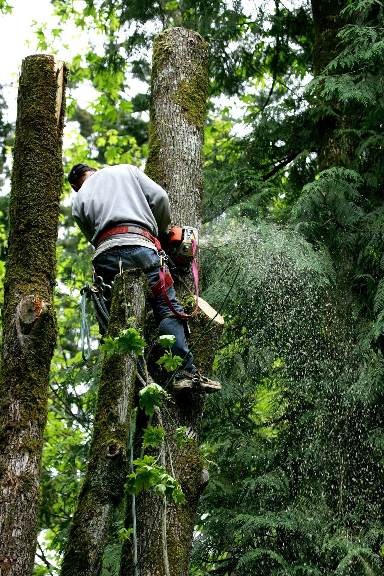 Arborist cutting a tall tree with a chainsaw, suspended by ropes, in a lush green forest setting.