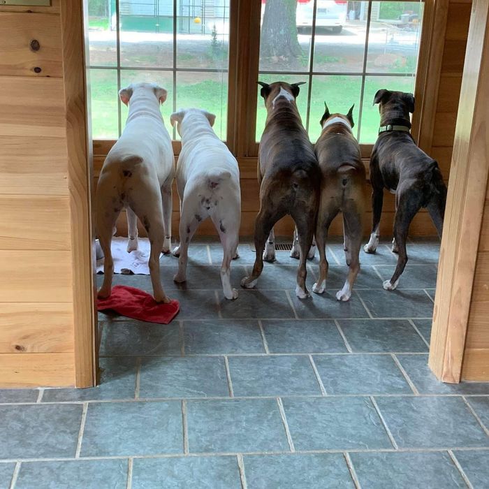 Boxer wiggle butts
