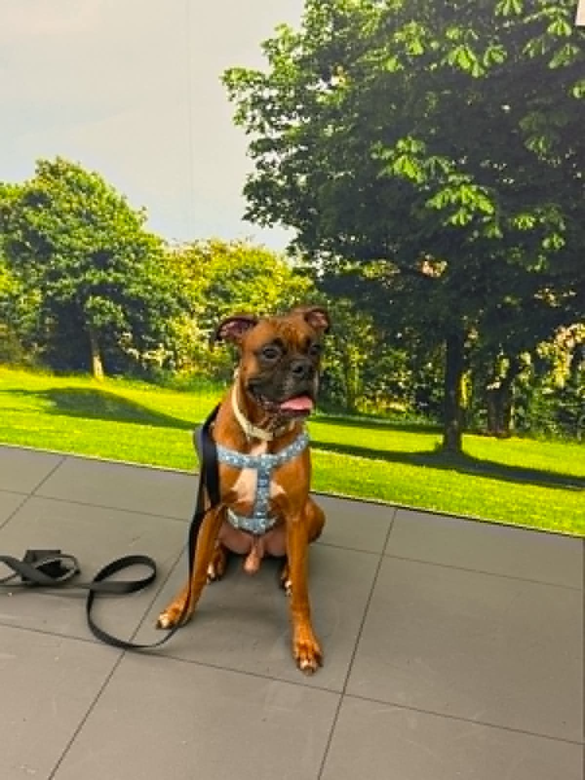 Brady checking out the backyard