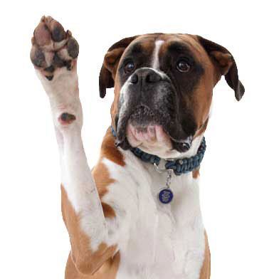 Paws Up!