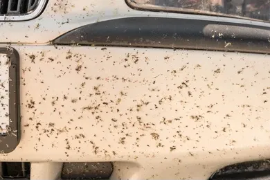 Wheel Bug Splatter Tint Kraft Ceramic Coating Landing Page