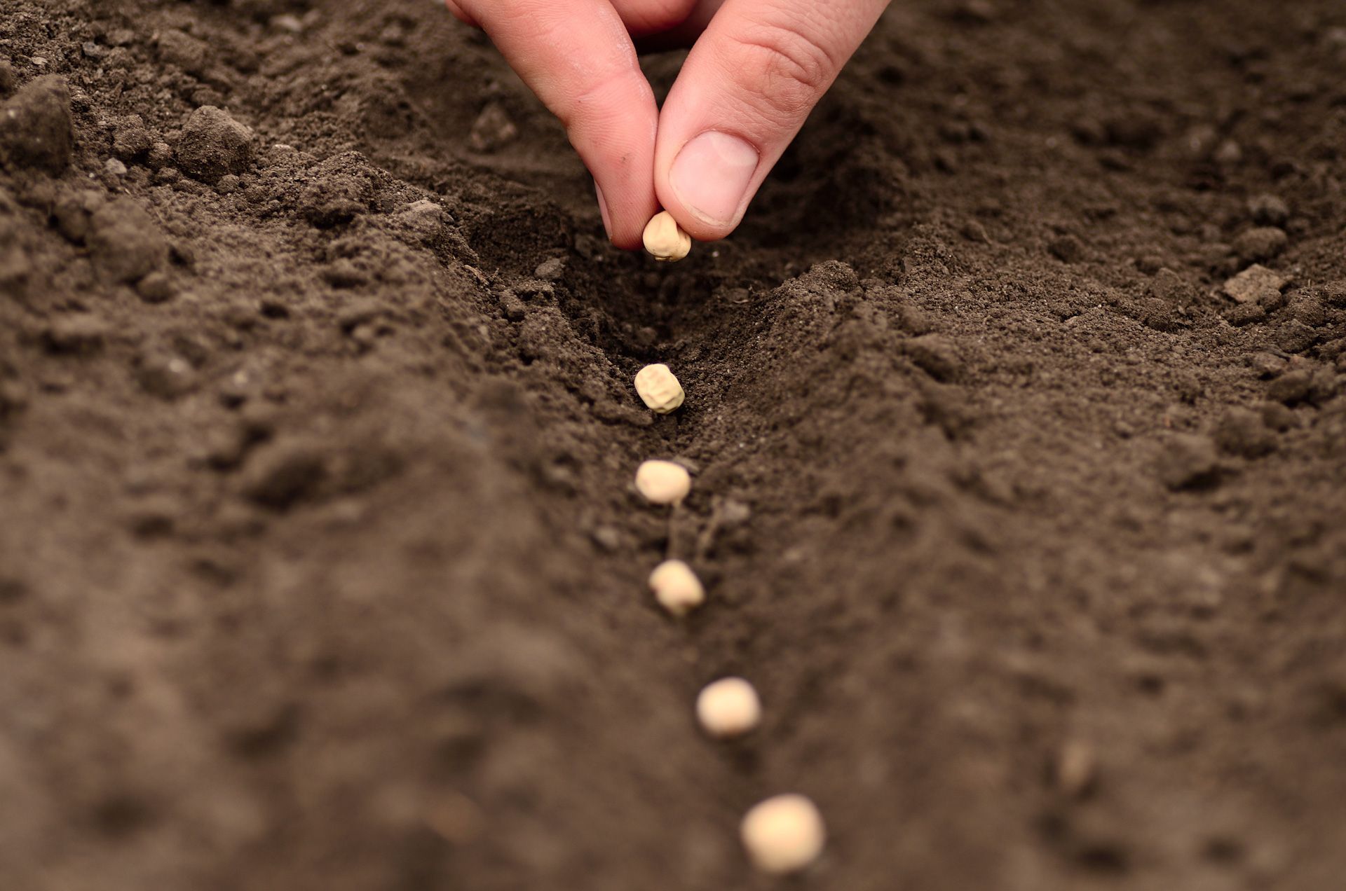 A person is planting seeds in the soil