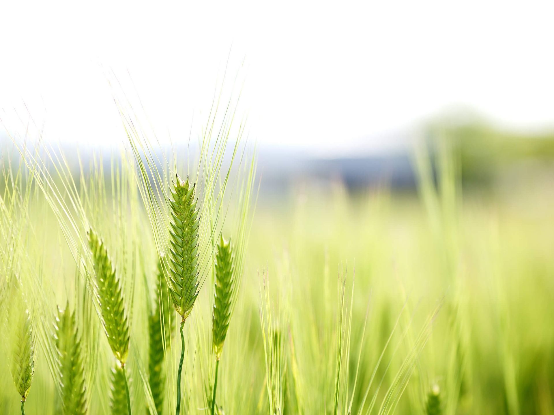 Green wheat stalks in a field, blurred background, bright sunlight.