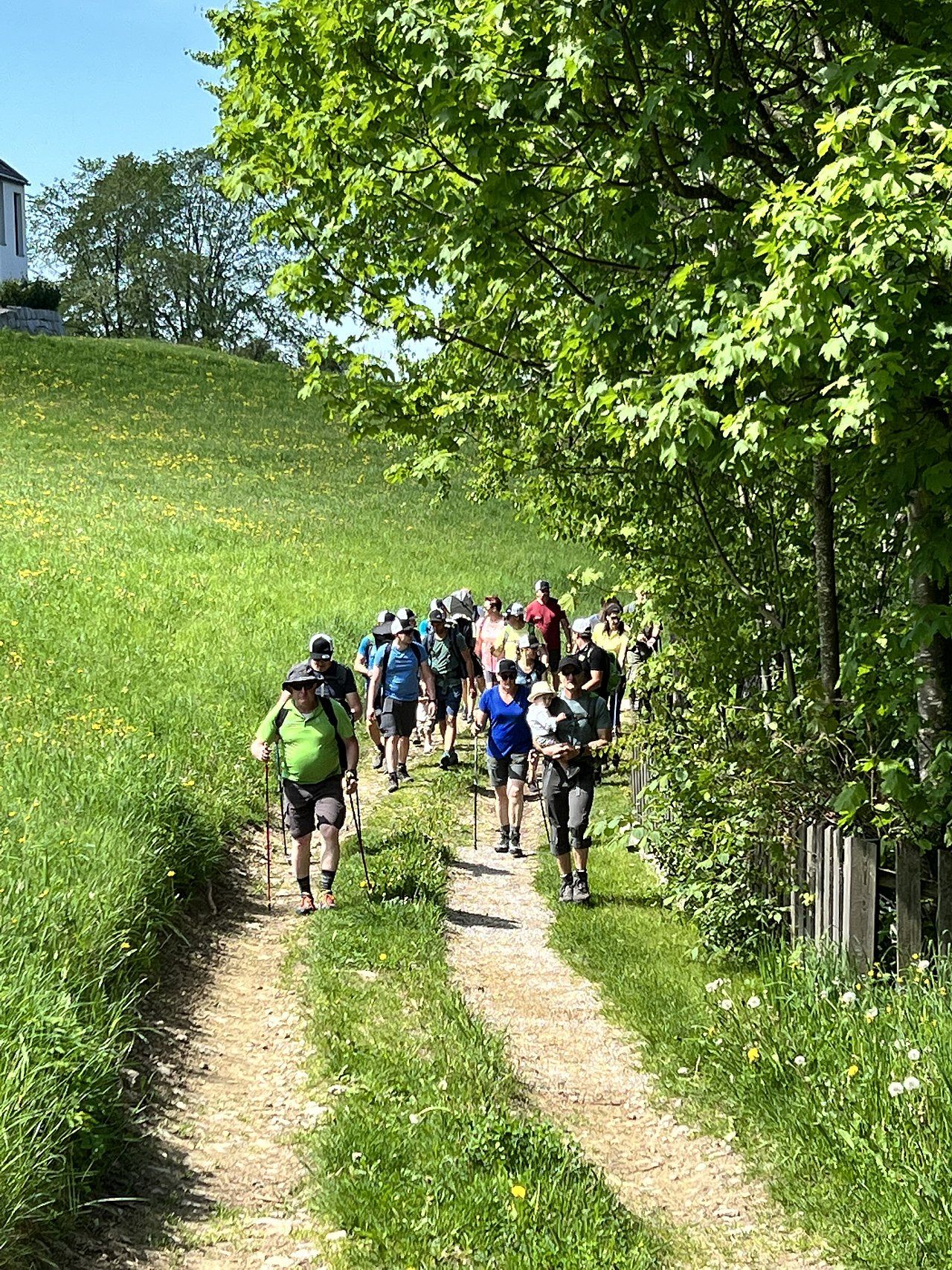 Group of hikers on a dirt path through a grassy field under a tree, sunny day.