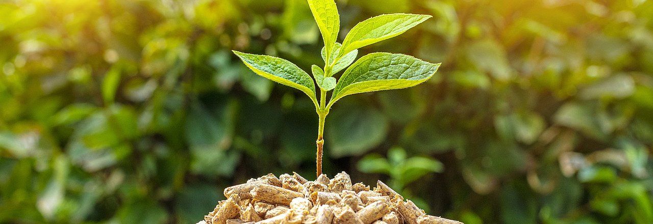 A small green plant growing out of a pile of mulch, with a blurred green background.