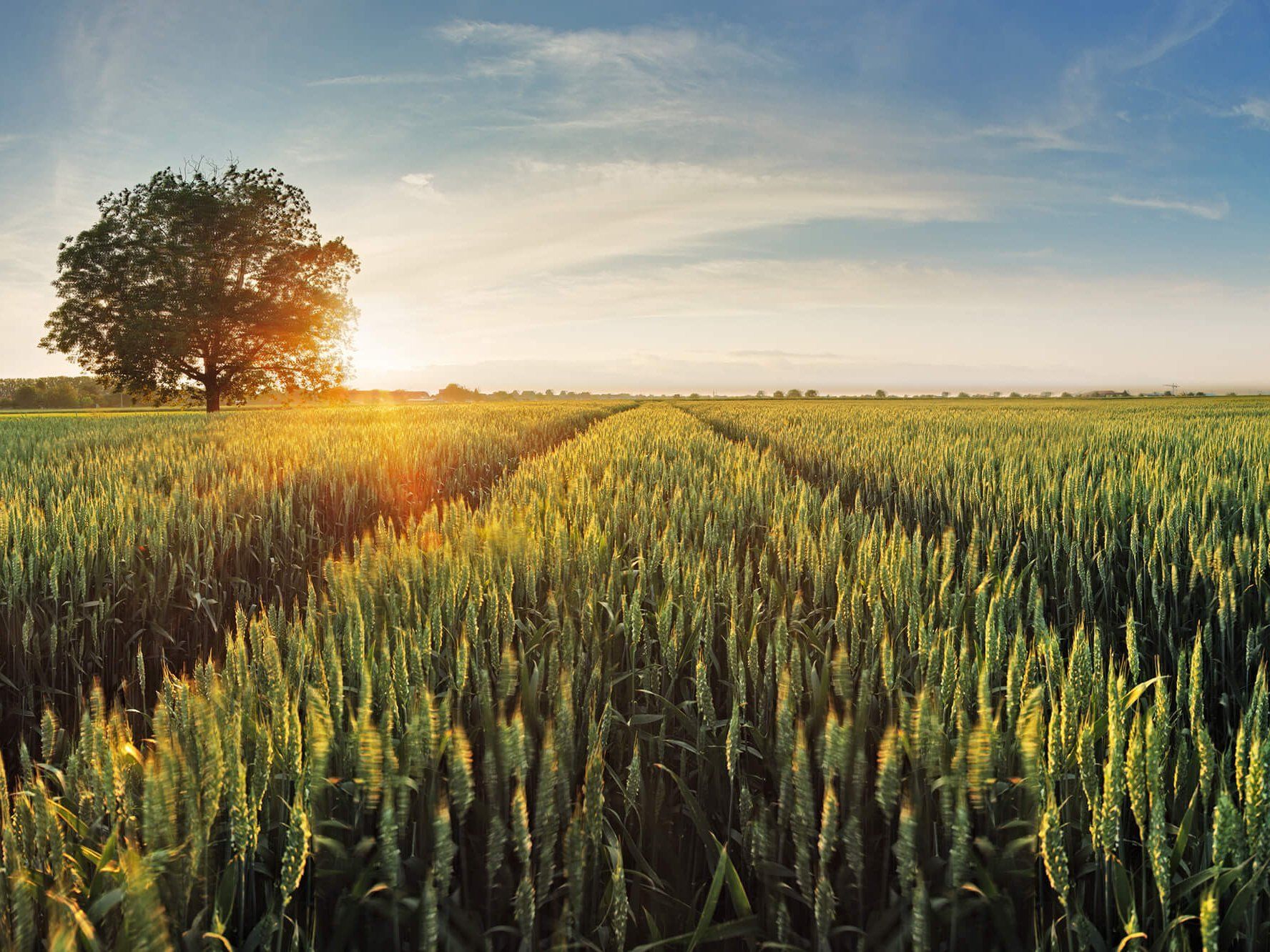 Golden wheat field at sunset with a tree on the left.