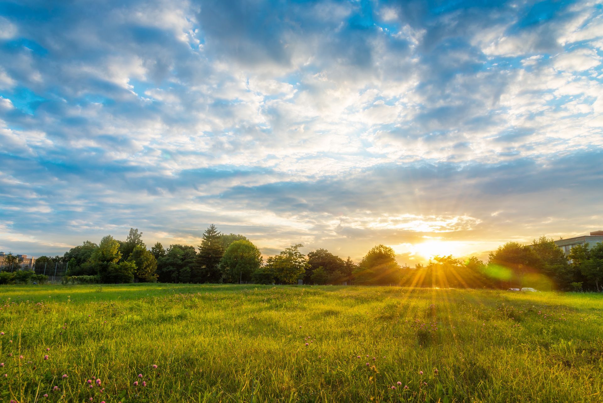 grassy field with wildflowers under a partly cloudy sky.